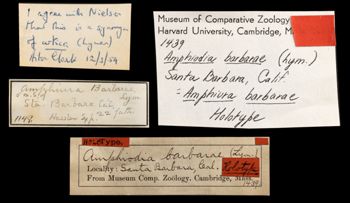 Media type: image;   Invertebrate Zoology OPH-1439 Aspect: labels